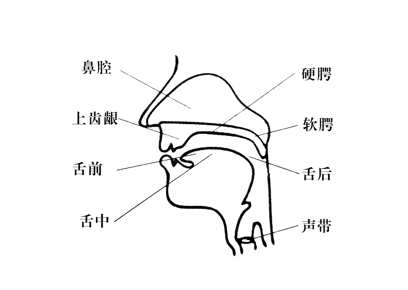 发音器官.png